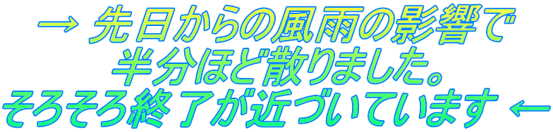 �� �������̕��J�̉e���� �����قǎU��܂����B ���낻��I�����߂Â��Ă��܂� ��